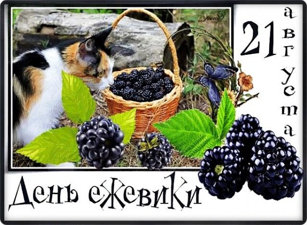 Открытка день ежевики