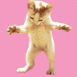 KOT TANEC-