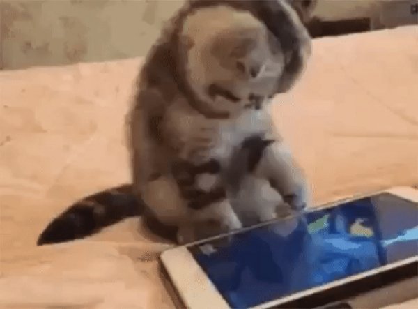 gif 1454517492