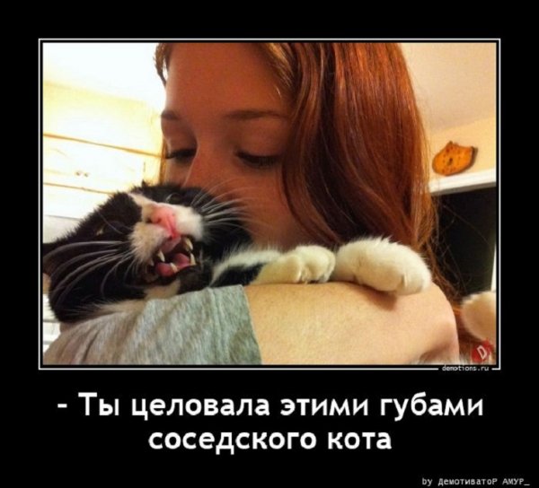 Ревнивый кот