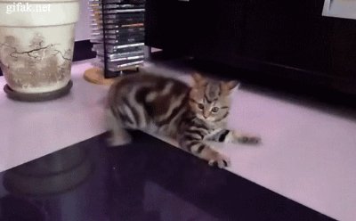 Fungif 21