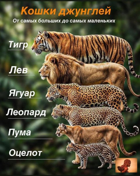 M7OLT8CUA