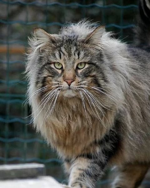 КОТ...