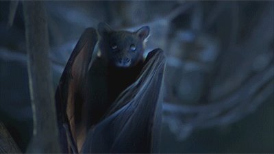 Great Bat
