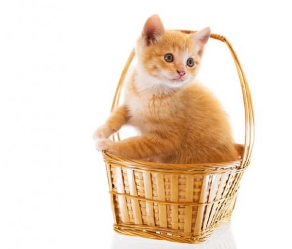 Котёнок в корзине