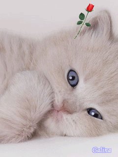 Белая кошечка