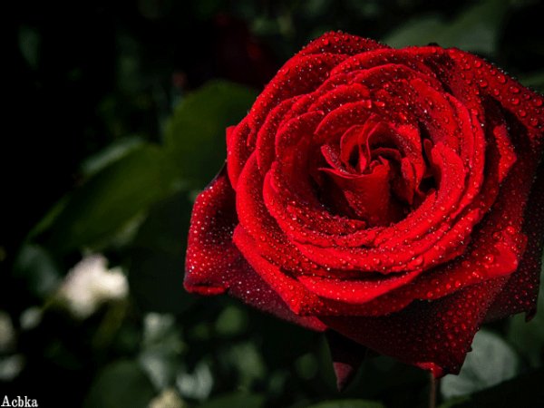file_94842949