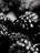 Nature- -Black