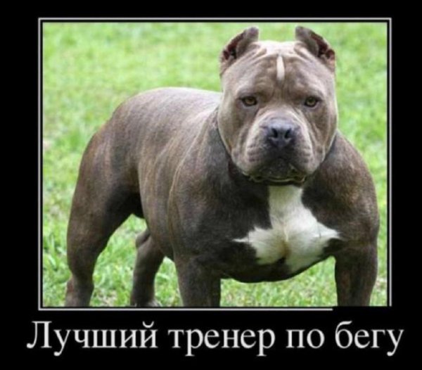 Лучший тренер по бегу