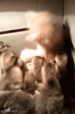 gifs-07