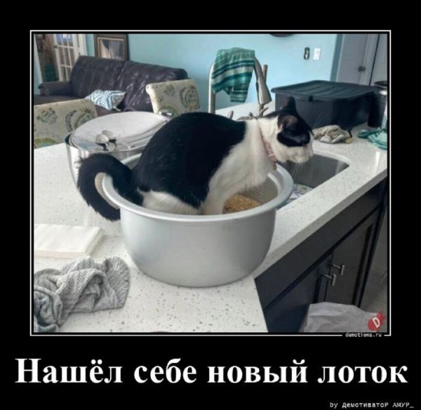 Нашел новый лоток