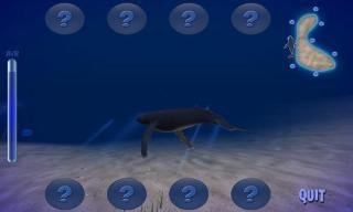 Humpback Whale