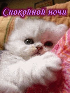 Спокойной ночи