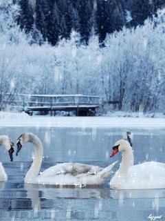 file_35862831