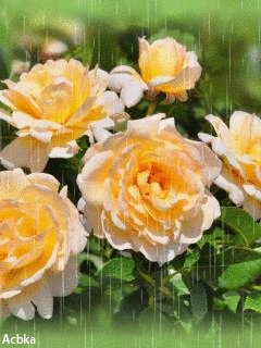 file_56648468