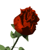 rhjcgO