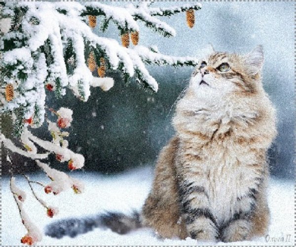 Зимние коты