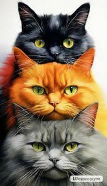 КОТЫ....