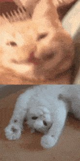 GIF-e1ac43731d894c09be0bcd72246b5b7b