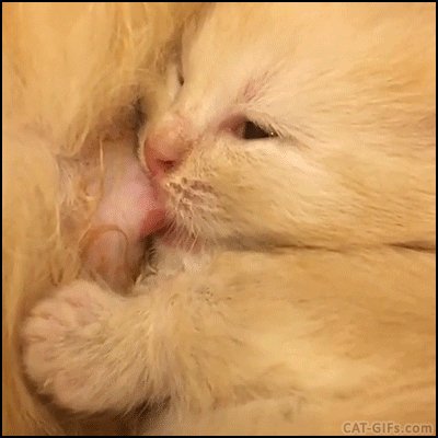 gif 1488406184