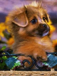 file_51736381