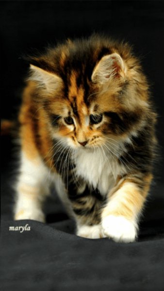 file_47743802