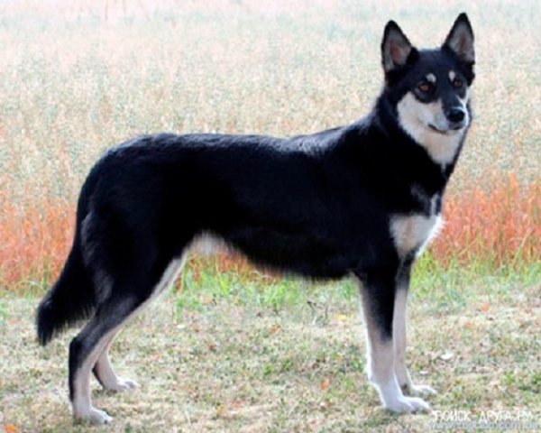Лапландская пастушья собака