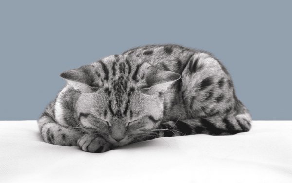 Кошка спит