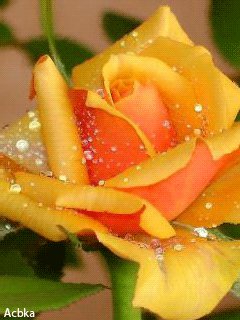 file_57101736