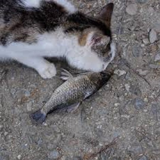 Кот и рыба