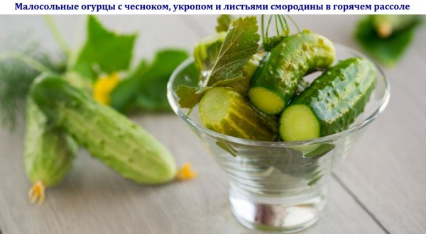 Малосольные огурцы с чесноком, укропом и листьями смородины