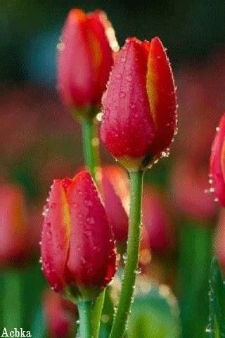 file_93194910