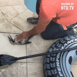 Спасение птицы