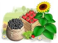 SunshineAcresRus 2512