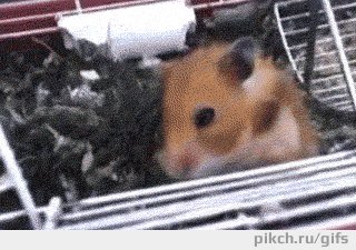 gifs nm1ns w