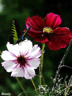 file_46433206