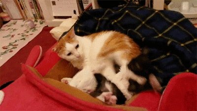 Не мешайся