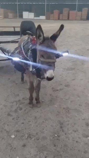 ОслоВАЗ