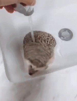 Моем ёжика)
