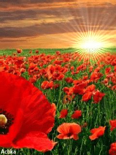 file_46622574