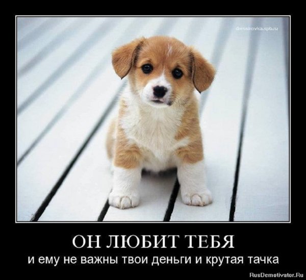 Он любит тебя