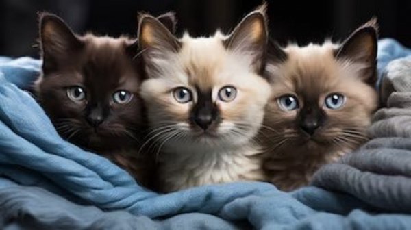 Кошки....