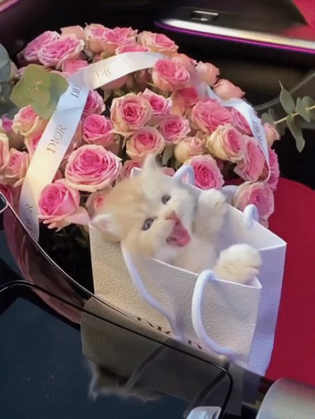 Подарочек)