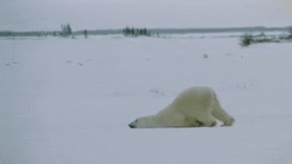 funniest-gifs-40