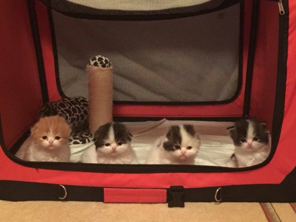 file_88736485