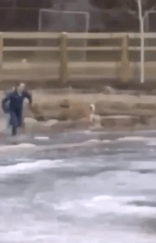 Спасение пёселя)