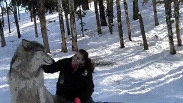 Волк