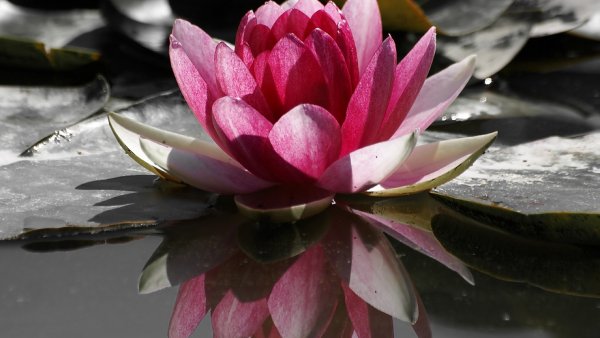 Image (18)