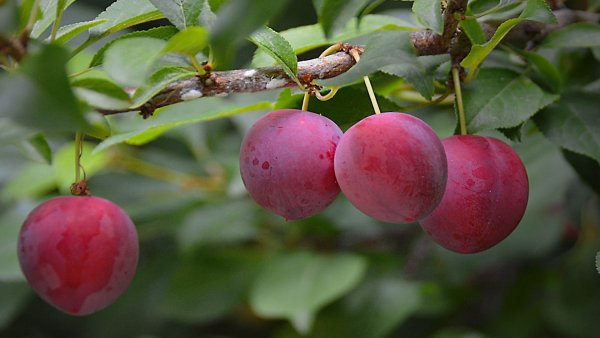 file_84088152