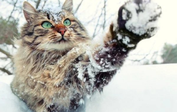 Кот зимой. (2)